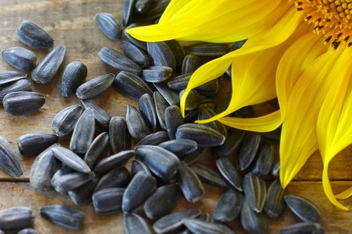 Sunflower Seeds